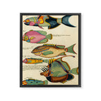 Fishes from Louis Renard's "Poissons, ecrevisses et crabes" (1754) Framed Canvas Print Gallery Image 6