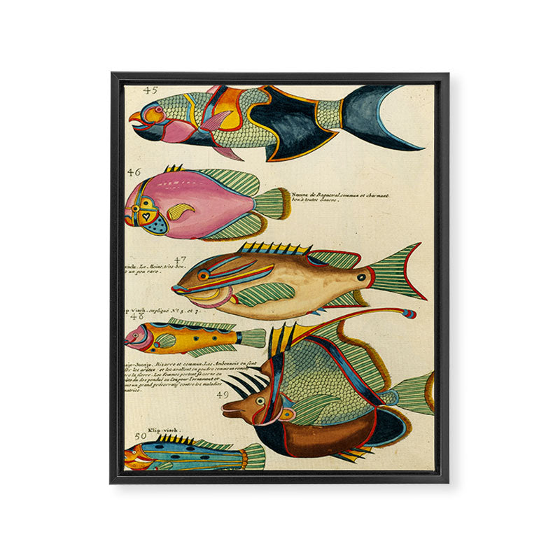 Fishes from Louis Renard's "Poissons, ecrevisses et crabes" (1754) Framed Canvas Print Gallery Image 6