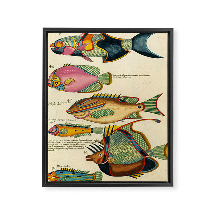Fishes from Louis Renard's "Poissons, ecrevisses et crabes" (1754) Framed Canvas Print Gallery Image 1