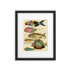 Fishes from Louis Renard's "Poissons, ecrevisses et crabes" (1754) Framed Art Print Gallery Image 5