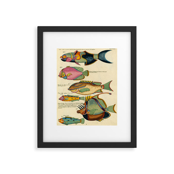 Fishes from Louis Renard's "Poissons, ecrevisses et crabes" (1754) Framed Art Print Gallery Image 1