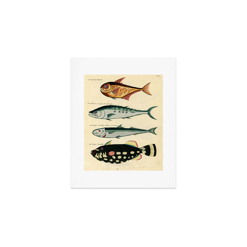 Fishes from Louis Renard's "Poissons, ecrevisses et crabes" (1754) Art Print Gallery Image 1