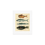 Fishes from Louis Renard's "Poissons, ecrevisses et crabes" (1754) Art Print Gallery Image 1