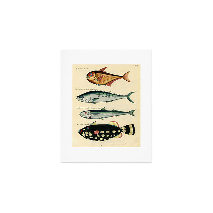 Fishes from Louis Renard's "Poissons, ecrevisses et crabes" (1754) Art Print Gallery Image 1