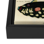 Fishes from Louis Renard's "Poissons, ecrevisses et crabes" (1754) Framed Canvas Print Gallery Image 3
