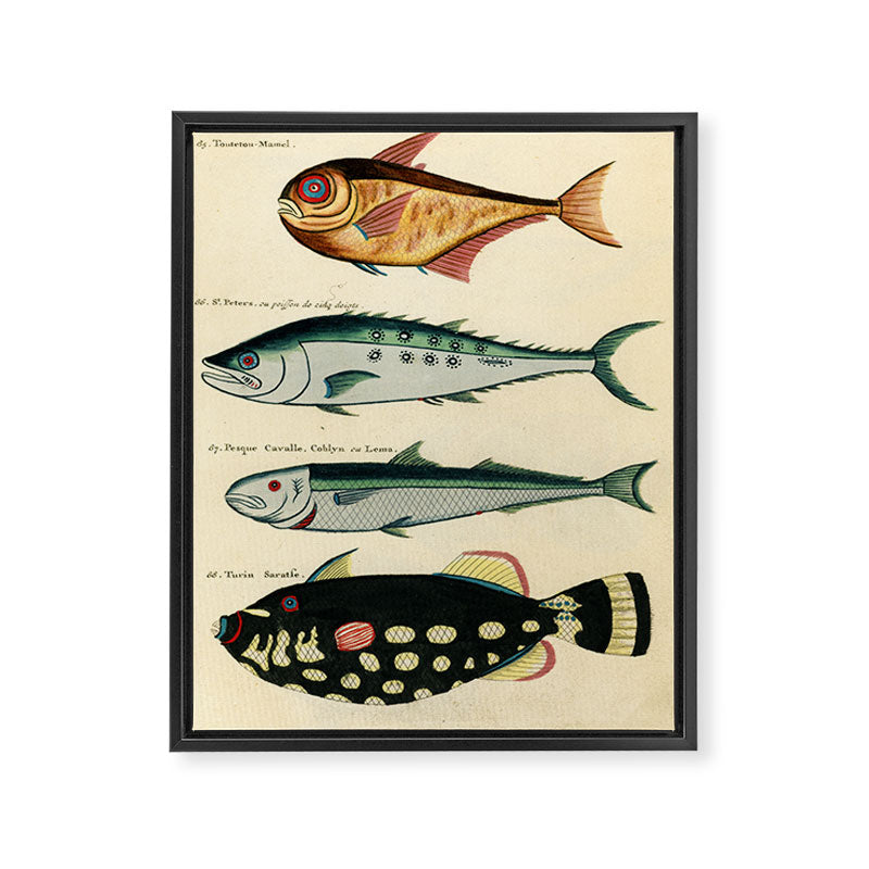 Fishes from Louis Renard's "Poissons, ecrevisses et crabes" (1754) Framed Canvas Print Gallery Image 6