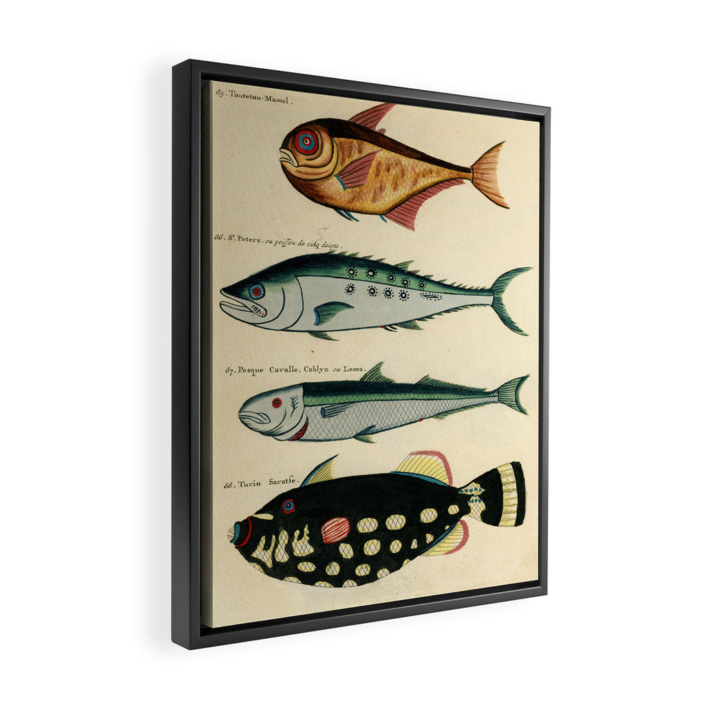 Fishes from Louis Renard's "Poissons, ecrevisses et crabes" (1754) Framed Canvas Print Gallery Image 2