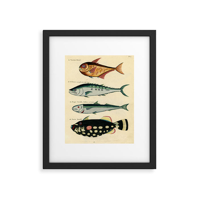 Fishes from Louis Renard's "Poissons, ecrevisses et crabes" (1754) Framed Art Print Gallery Image 1