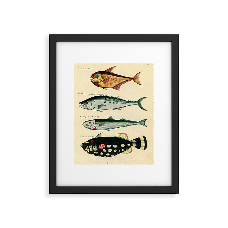 Fishes from Louis Renard's "Poissons, ecrevisses et crabes" (1754) Framed Art Print Gallery Image 5
