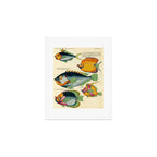 Fishes from Louis Renard's "Poissons, ecrevisses et crabes" (1754) Art Print Gallery Image 1