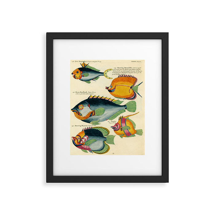 Fishes from Louis Renard's "Poissons, ecrevisses et crabes" (1754) Framed Art Print Gallery Image 1
