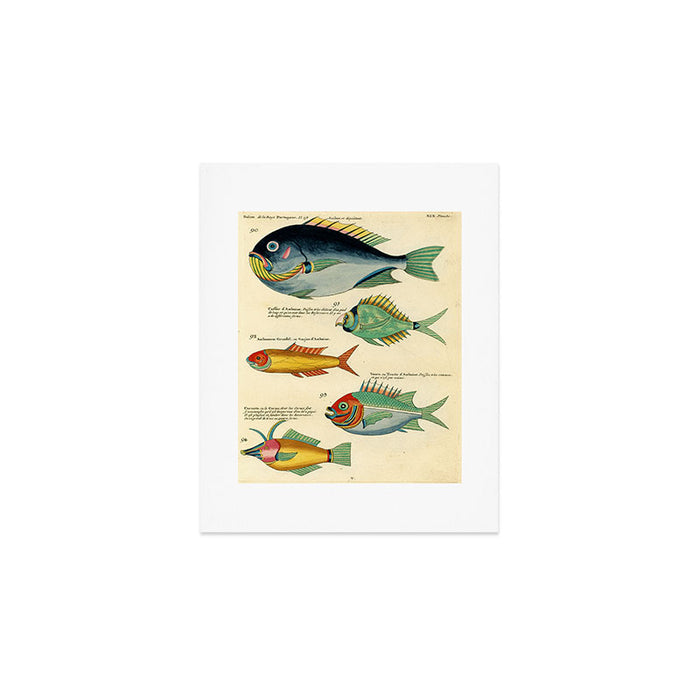Fishes from Louis Renard's "Poissons, ecrevisses et crabes" (1754) Art Print Gallery Image 1