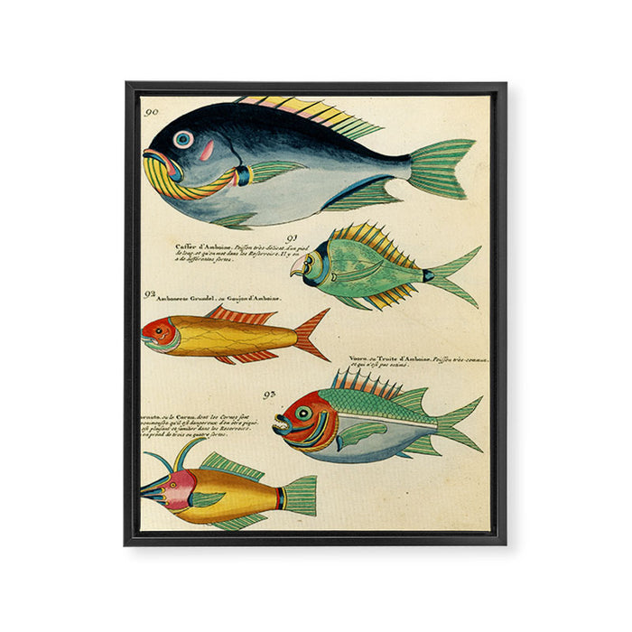 Fishes from Louis Renard's "Poissons, ecrevisses et crabes" (1754) Framed Canvas Print Gallery Image 1