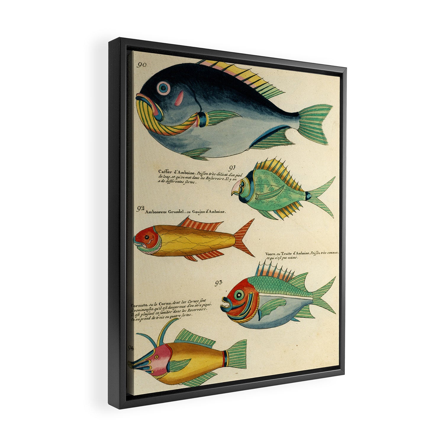 Fishes from Louis Renard's "Poissons, ecrevisses et crabes" (1754) Framed Canvas Print Gallery Image 2