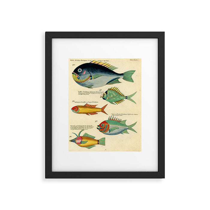 Fishes from Louis Renard's "Poissons, ecrevisses et crabes" (1754) Framed Art Print Gallery Image 1