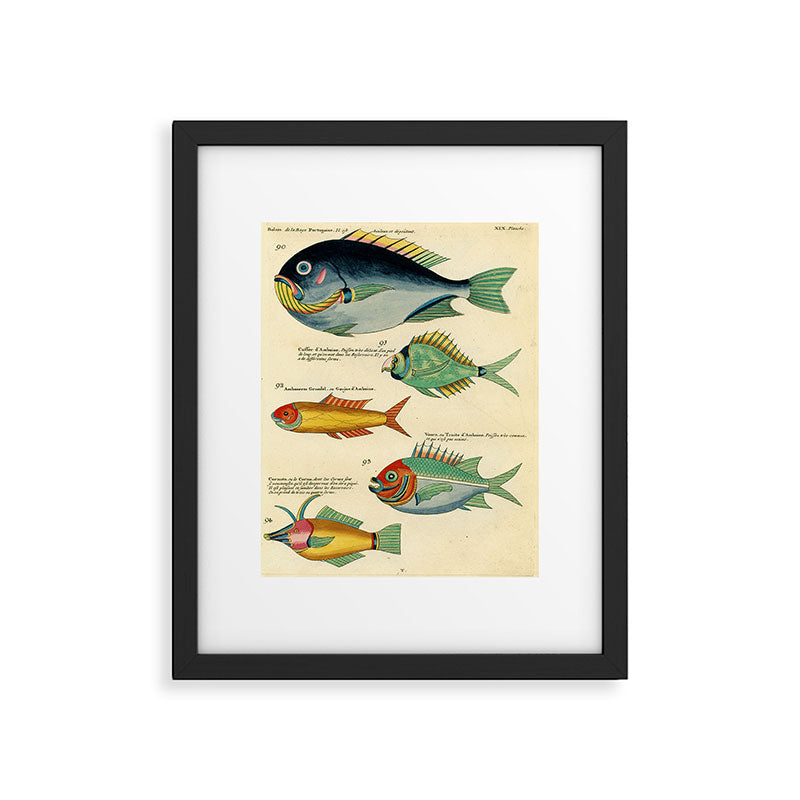 Fishes from Louis Renard's "Poissons, ecrevisses et crabes" (1754) Framed Art Print Gallery Image 5