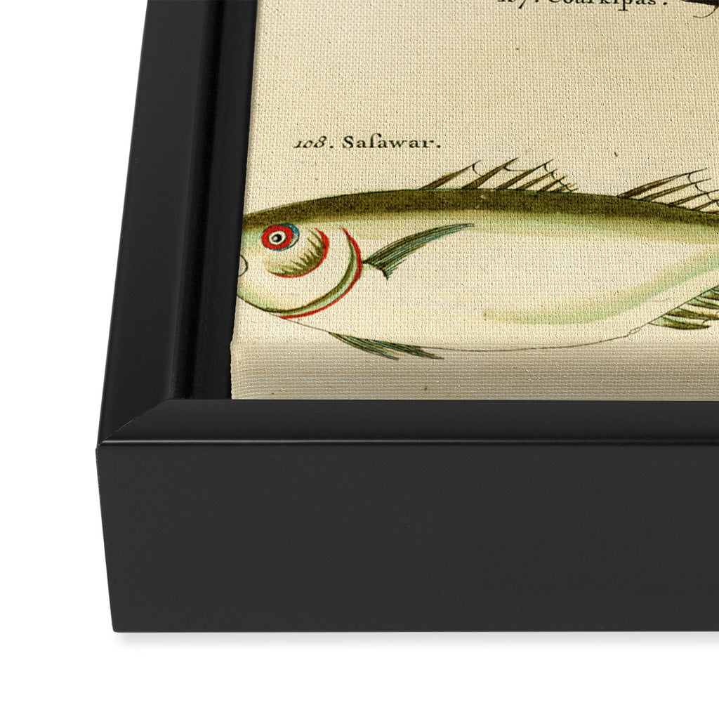 Fishes from Louis Renard's "Poissons, ecrevisses et crabes" (1754) Framed Canvas Print Gallery Image 3