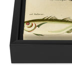 Fishes from Louis Renard's "Poissons, ecrevisses et crabes" (1754) Framed Canvas Print Gallery Image 3