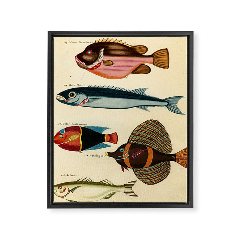Fishes from Louis Renard's "Poissons, ecrevisses et crabes" (1754) Framed Canvas Print Gallery Image 6