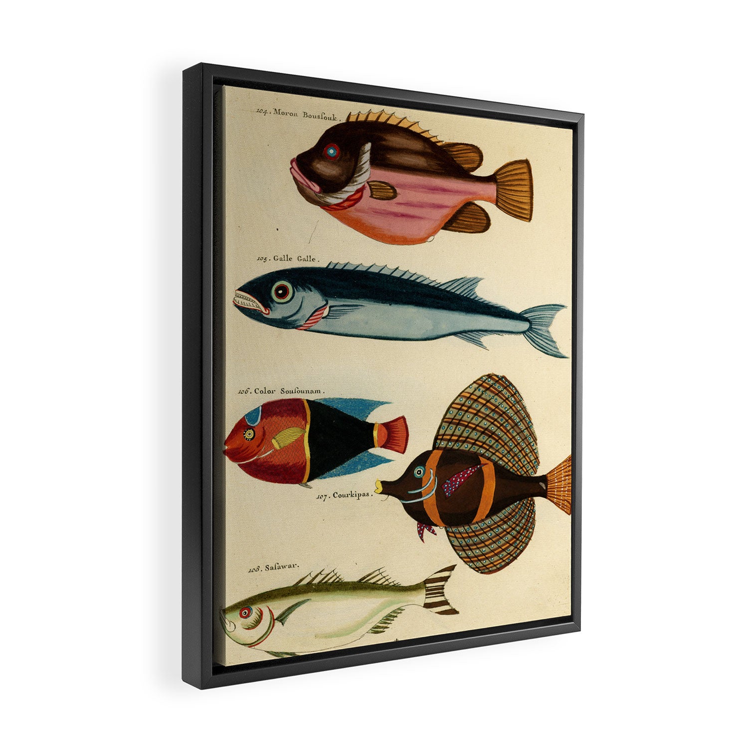 Fishes from Louis Renard's "Poissons, ecrevisses et crabes" (1754) Framed Canvas Print Gallery Image 2