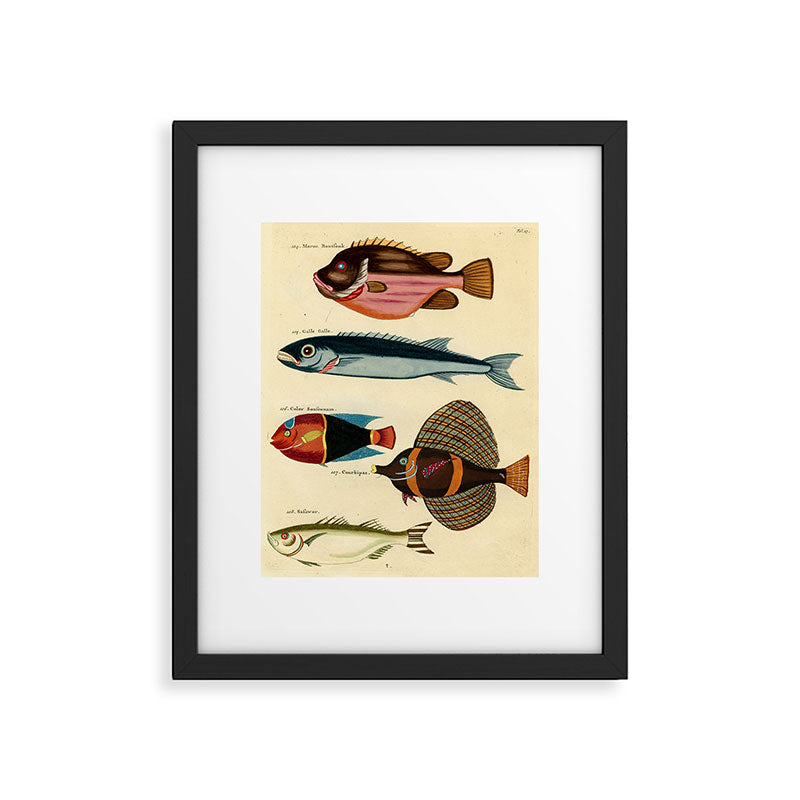 Fishes from Louis Renard's "Poissons, ecrevisses et crabes" (1754) Framed Art Print Gallery Image 5