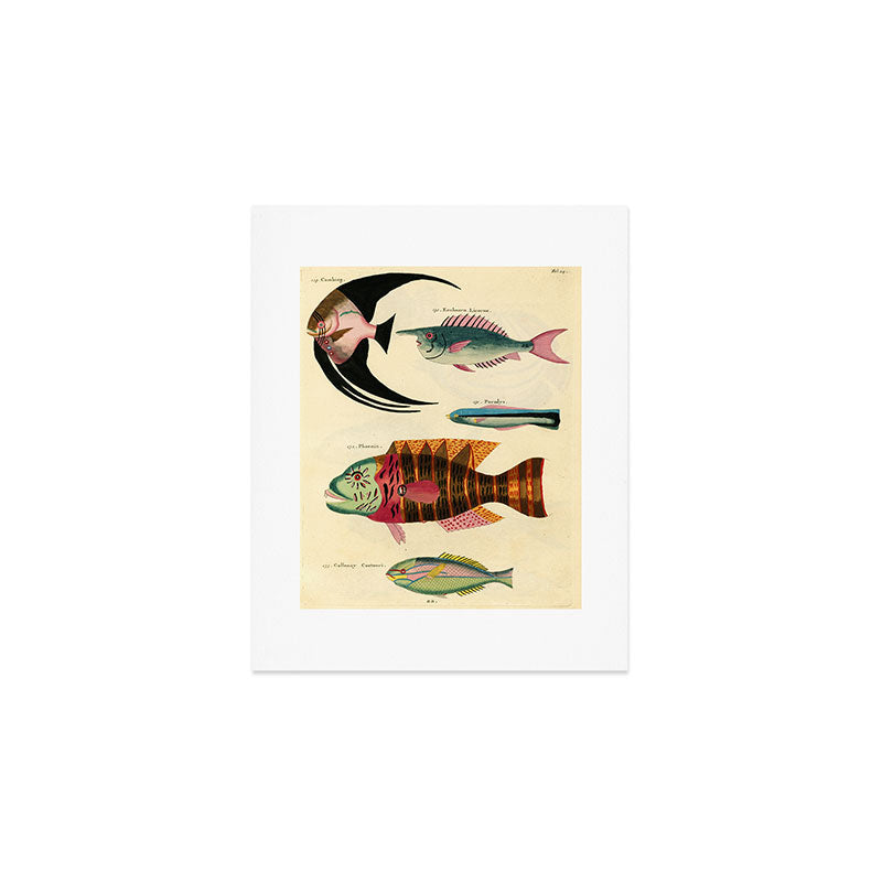 Fishes from Louis Renard's "Poissons, ecrevisses et crabes" (1754) Art Print Gallery Image 1
