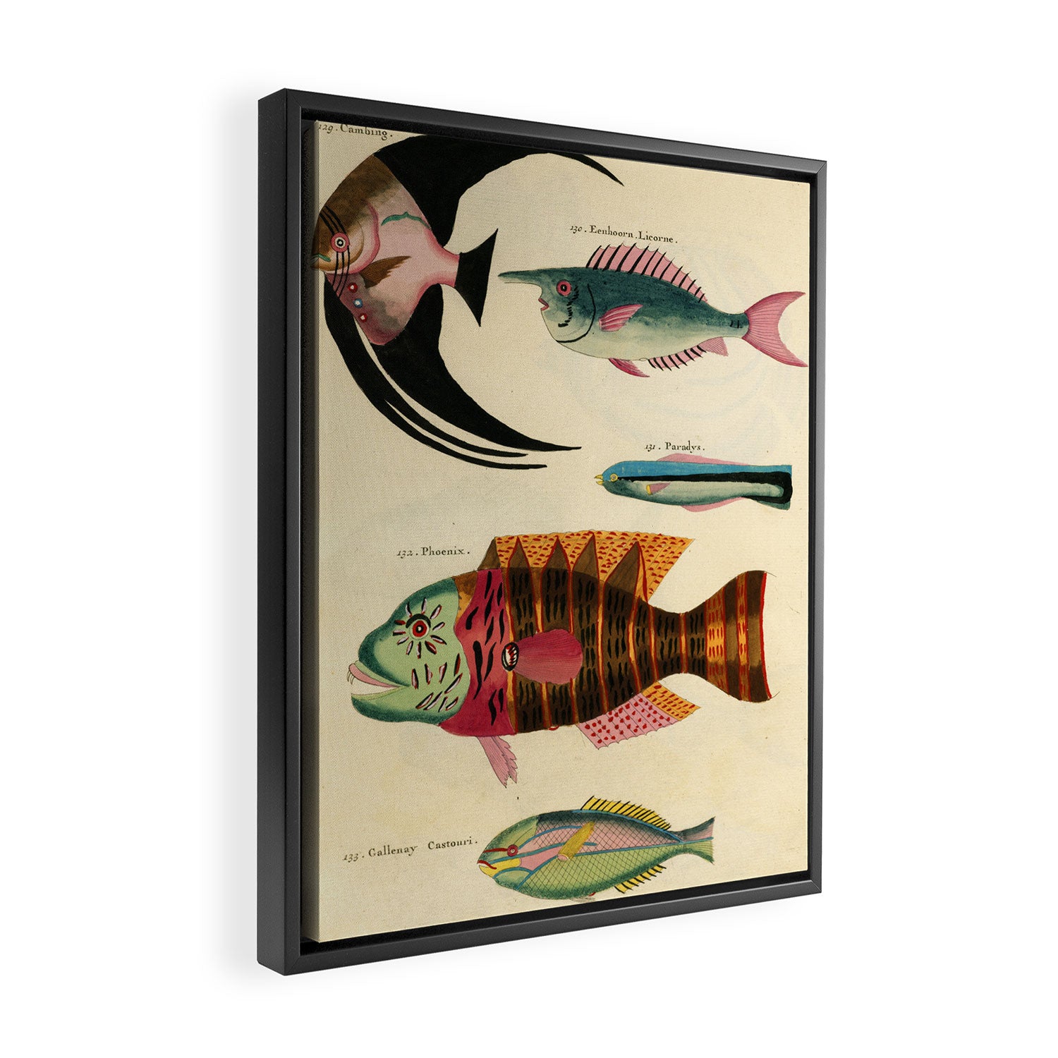 Fishes from Louis Renard's "Poissons, ecrevisses et crabes" (1754) Framed Canvas Print Gallery Image 2