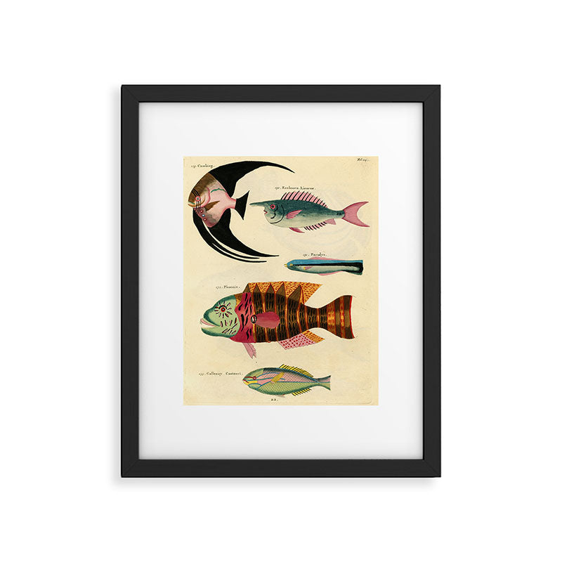 Fishes from Louis Renard's "Poissons, ecrevisses et crabes" (1754) Framed Art Print Gallery Image 5