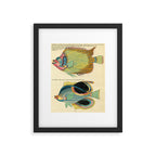 Fishes from Louis Renard's "Poissons, ecrevisses et crabes" (1754) Framed Art Print Gallery Image 5