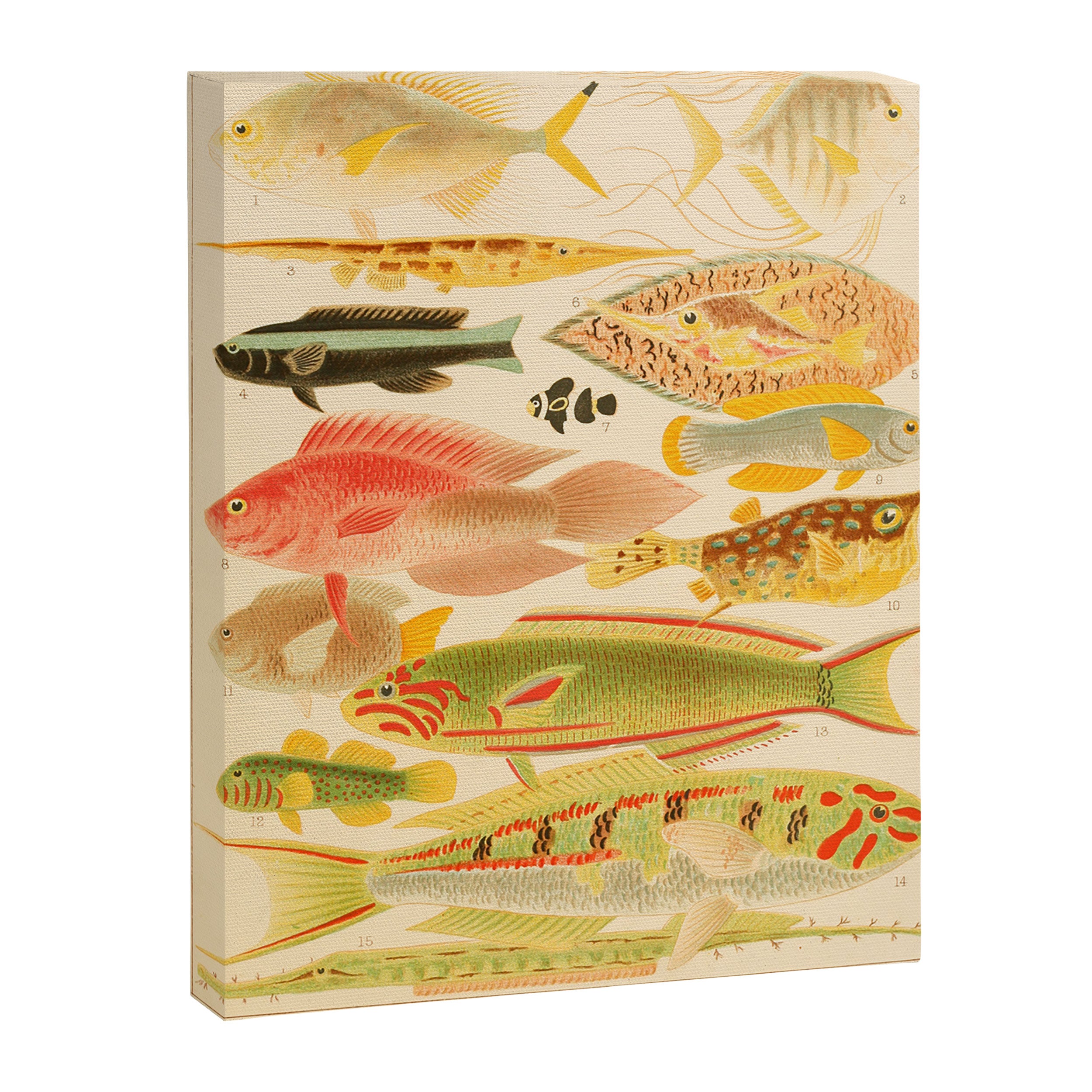 Fishes from âThe Great Barrier Reef of Australiaâ by William Saville Kent, 1893 Canvas Print Gallery Image 6