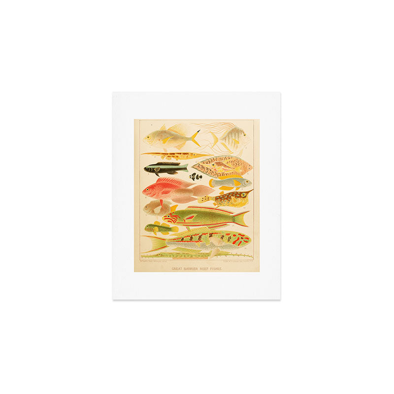 Fishes from âThe Great Barrier Reef of Australiaâ by William Saville Kent, 1893 Art Print Gallery Image 1