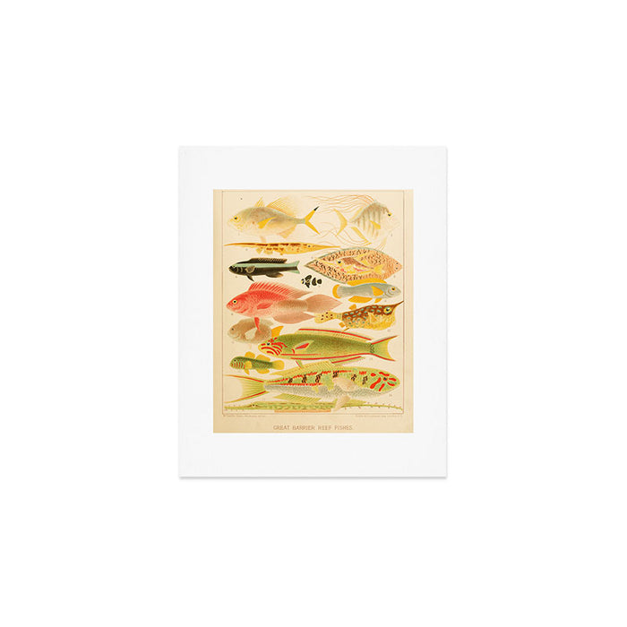 Fishes from âThe Great Barrier Reef of Australiaâ by William Saville Kent, 1893 Art Print Gallery Image 1