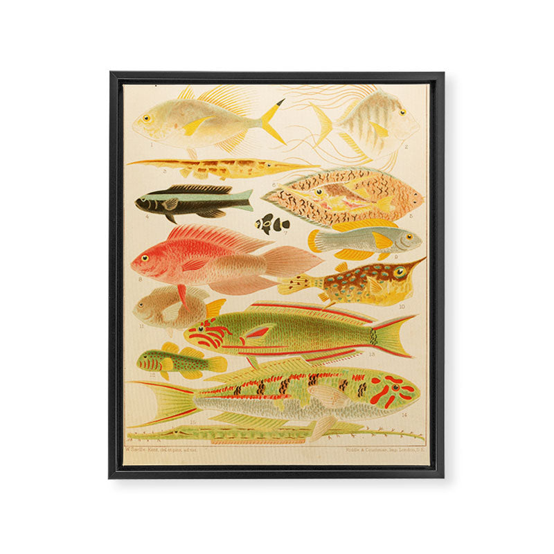 Fishes from âThe Great Barrier Reef of Australiaâ by William Saville Kent, 1893 Framed Canvas Print Gallery Image 6
