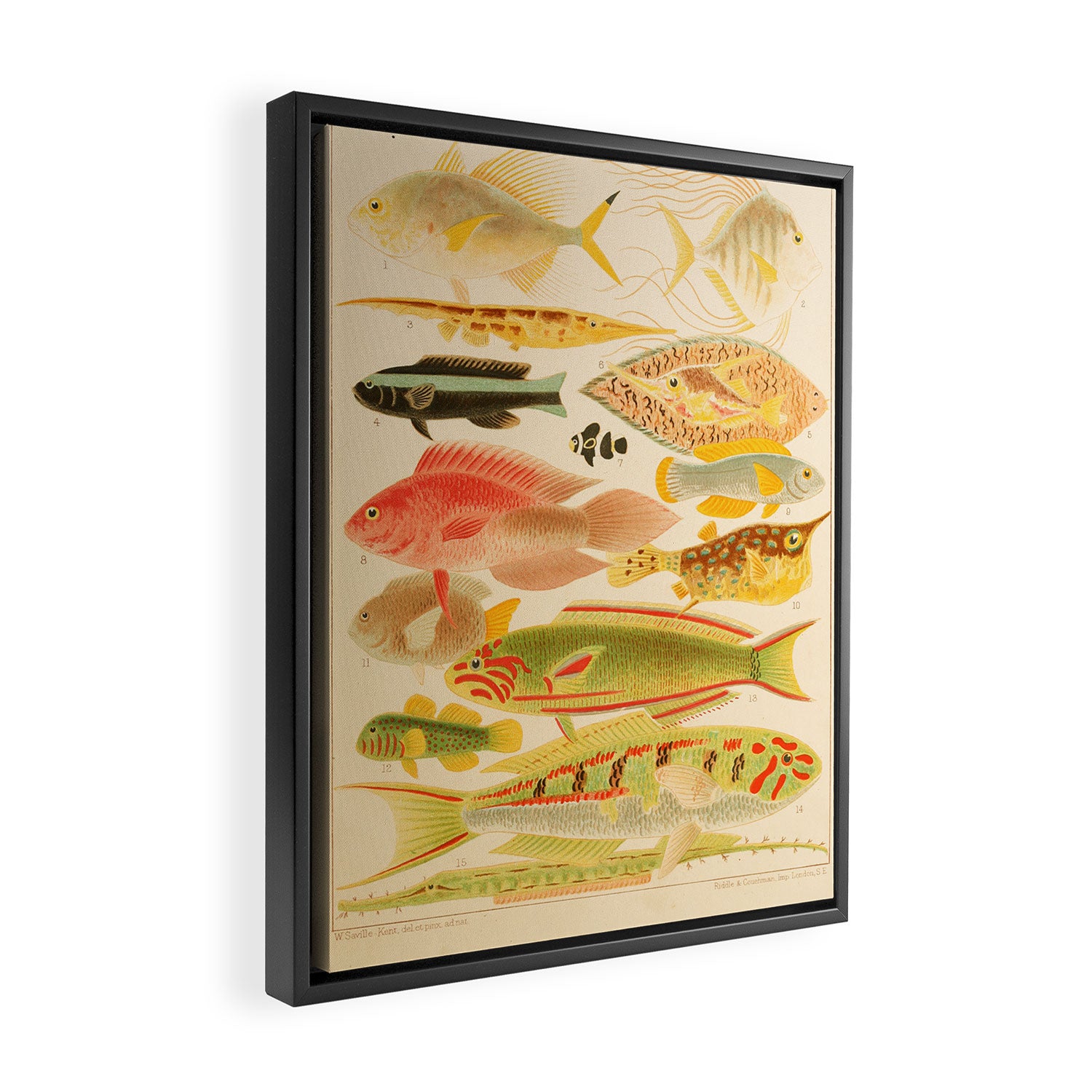 Fishes from âThe Great Barrier Reef of Australiaâ by William Saville Kent, 1893 Framed Canvas Print Gallery Image 2