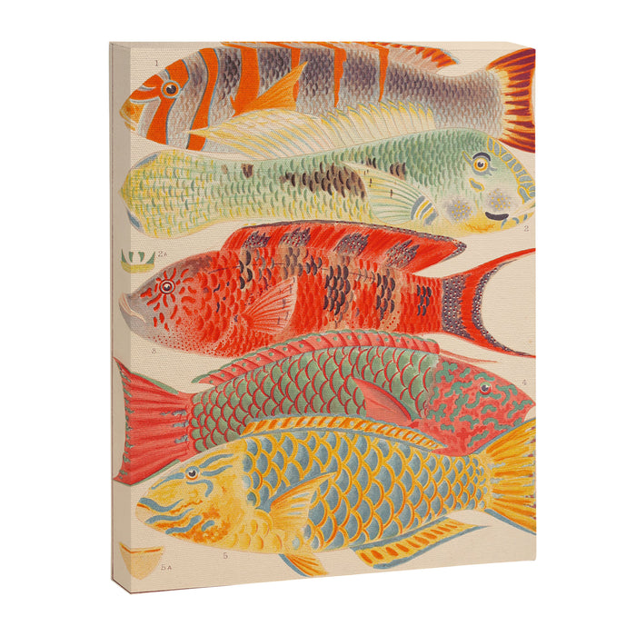 Fishes from âThe Great Barrier Reef of Australiaâ by William Saville Kent, 1893 Canvas Print Gallery Image 1