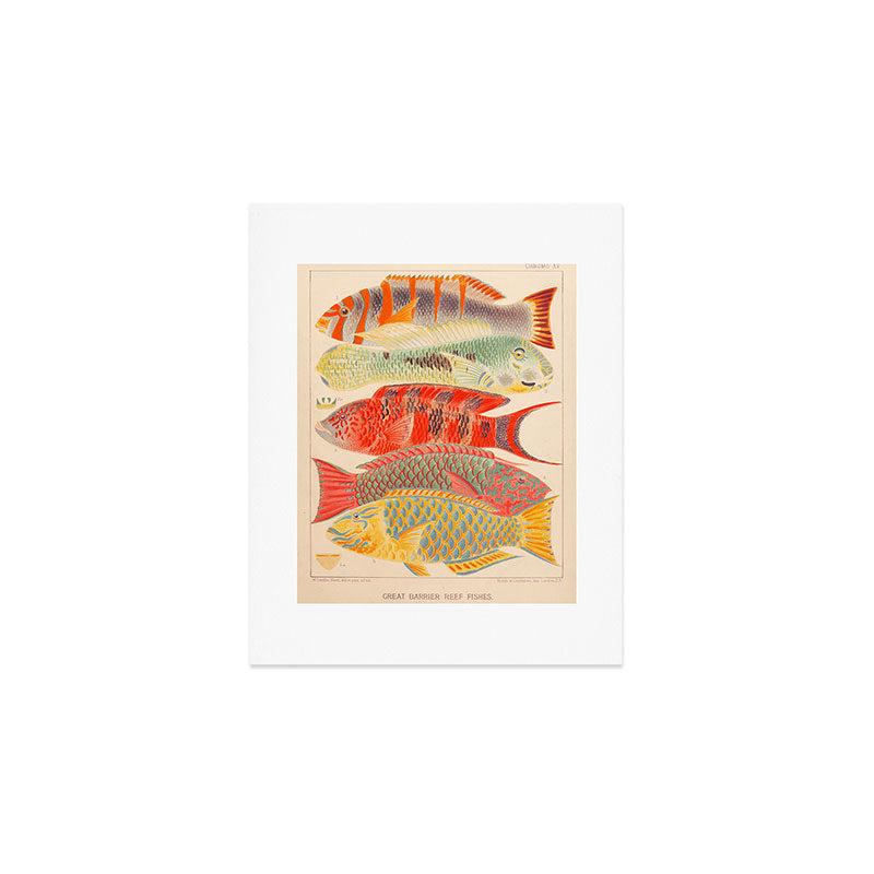 Fishes from âThe Great Barrier Reef of Australiaâ by William Saville Kent, 1893 Art Print Gallery Image 1