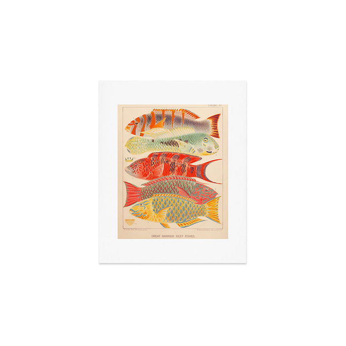 Fishes from âThe Great Barrier Reef of Australiaâ by William Saville Kent, 1893 Art Print Gallery Image 1