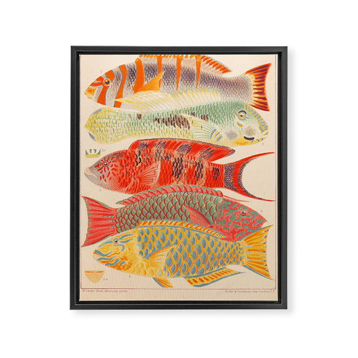 Fishes from âThe Great Barrier Reef of Australiaâ by William Saville Kent, 1893 Framed Canvas Print Gallery Image 1