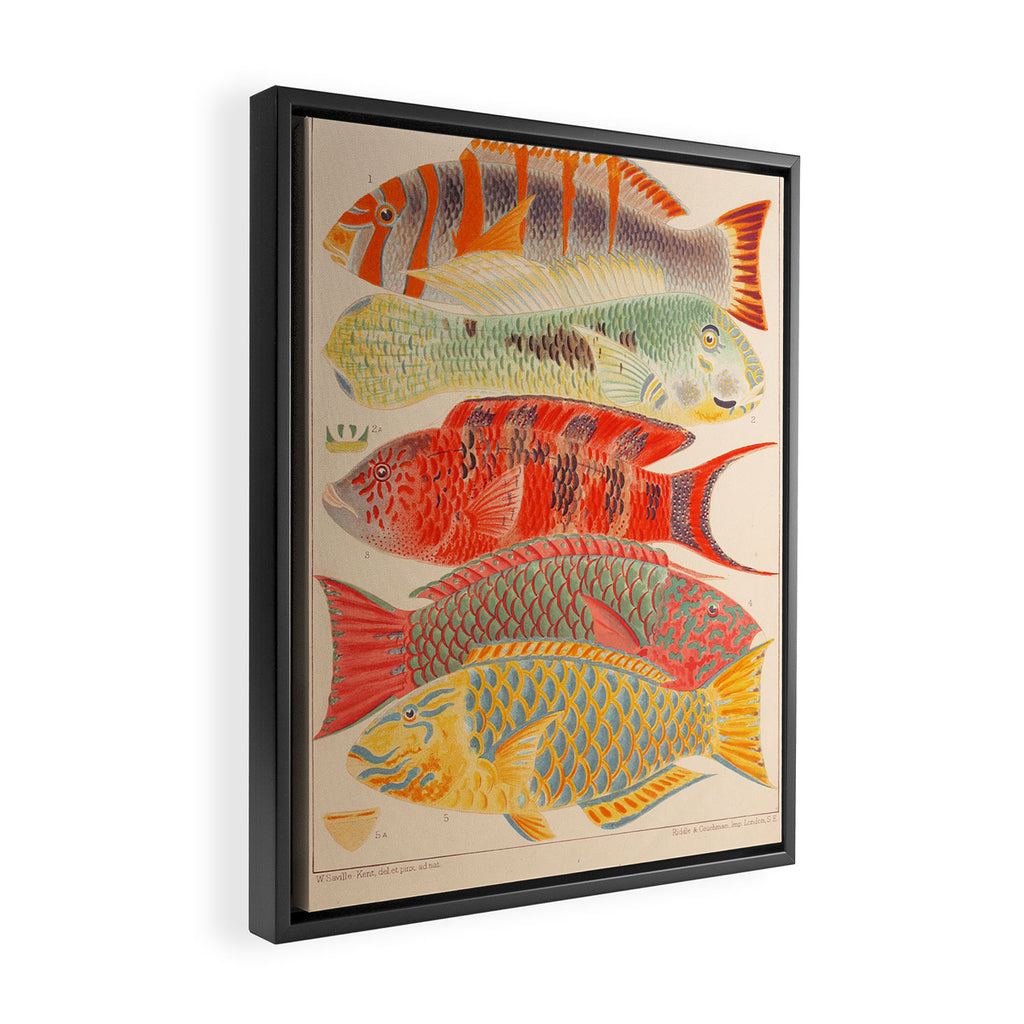 Fishes from âThe Great Barrier Reef of Australiaâ by William Saville Kent, 1893 Framed Canvas Print Gallery Image 2