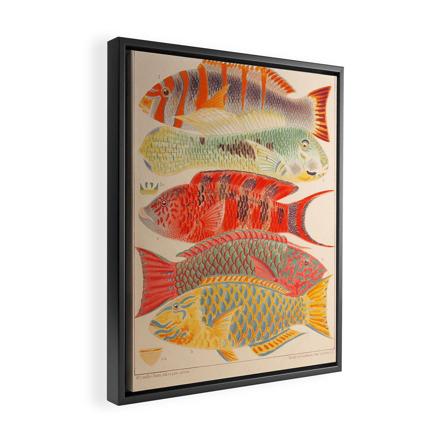Fishes from âThe Great Barrier Reef of Australiaâ by William Saville Kent, 1893 Framed Canvas Print Gallery Image 2