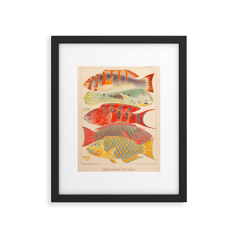 Fishes from âThe Great Barrier Reef of Australiaâ by William Saville Kent, 1893 Framed Art Print Gallery Image 5