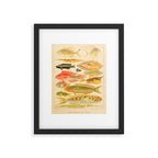 Fishes from âThe Great Barrier Reef of Australiaâ by William Saville Kent, 1893 Framed Art Print Gallery Image 5