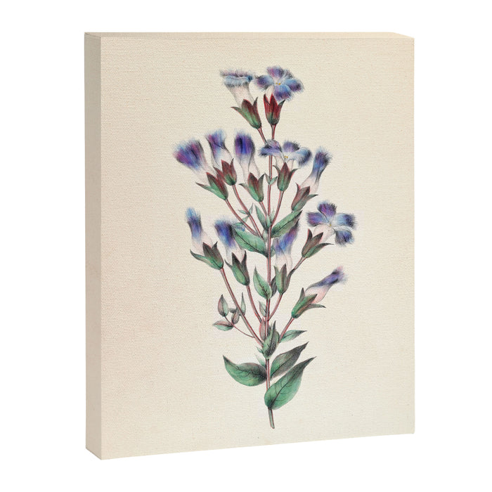  Fringed gentian by Clarissa Munger Badger, 1859 (benefitting The Nature Conservancy) Canvas Print Gallery Image 1