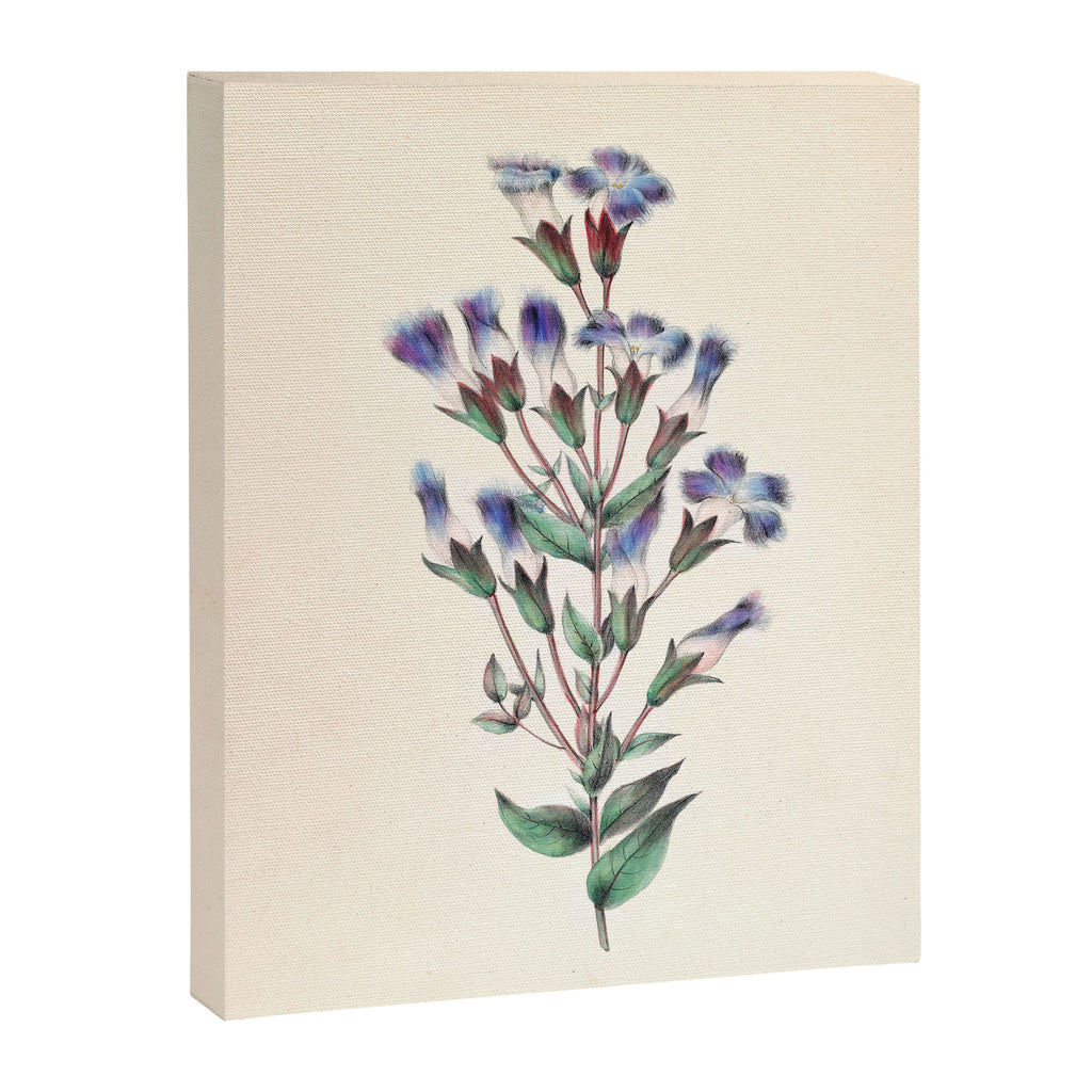  Fringed gentian by Clarissa Munger Badger, 1859 (benefitting The Nature Conservancy) Canvas Print Gallery Image 6