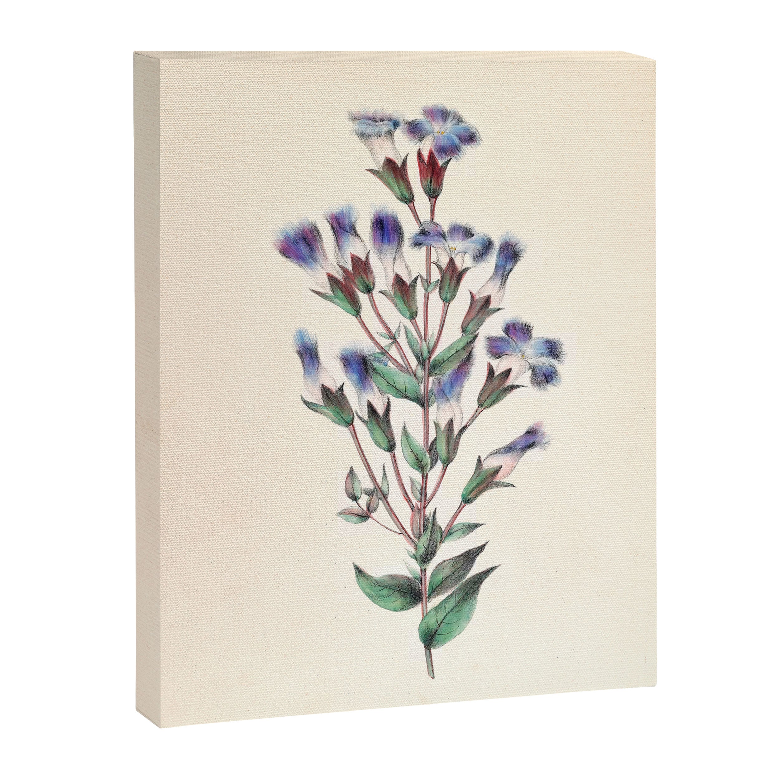  Fringed gentian by Clarissa Munger Badger, 1859 (benefitting The Nature Conservancy) Canvas Print Gallery Image 6