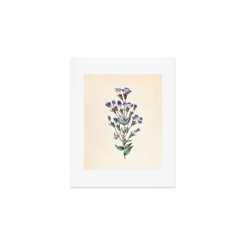  Fringed gentian by Clarissa Munger Badger, 1859 (benefitting The Nature Conservancy) Art Print Gallery Image 1