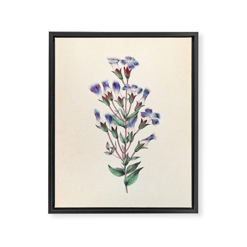  Fringed gentian by Clarissa Munger Badger, 1859 (benefitting The Nature Conservancy) Framed Canvas Print Gallery Image 6