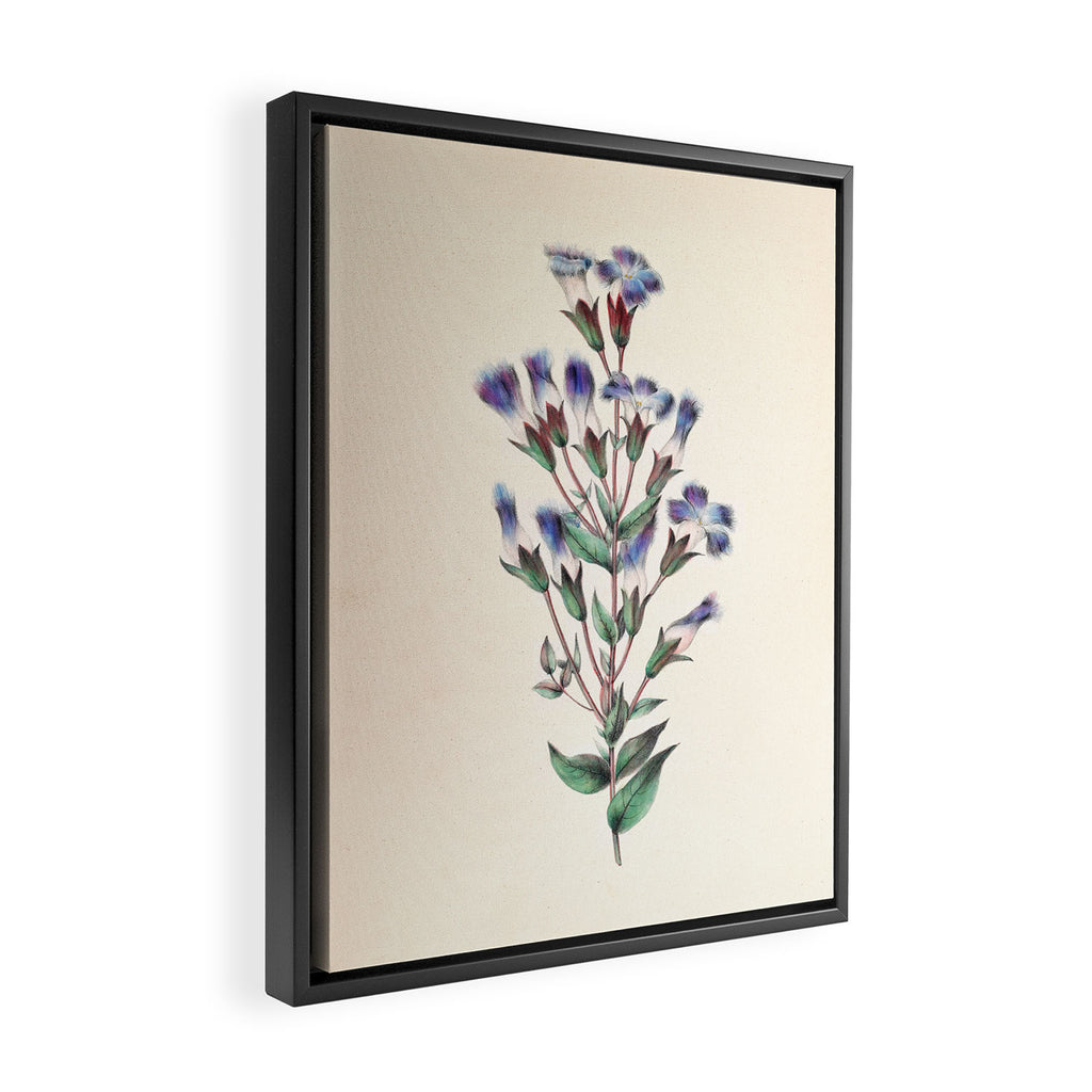  Fringed gentian by Clarissa Munger Badger, 1859 (benefitting The Nature Conservancy) Framed Canvas Print Gallery Image 2