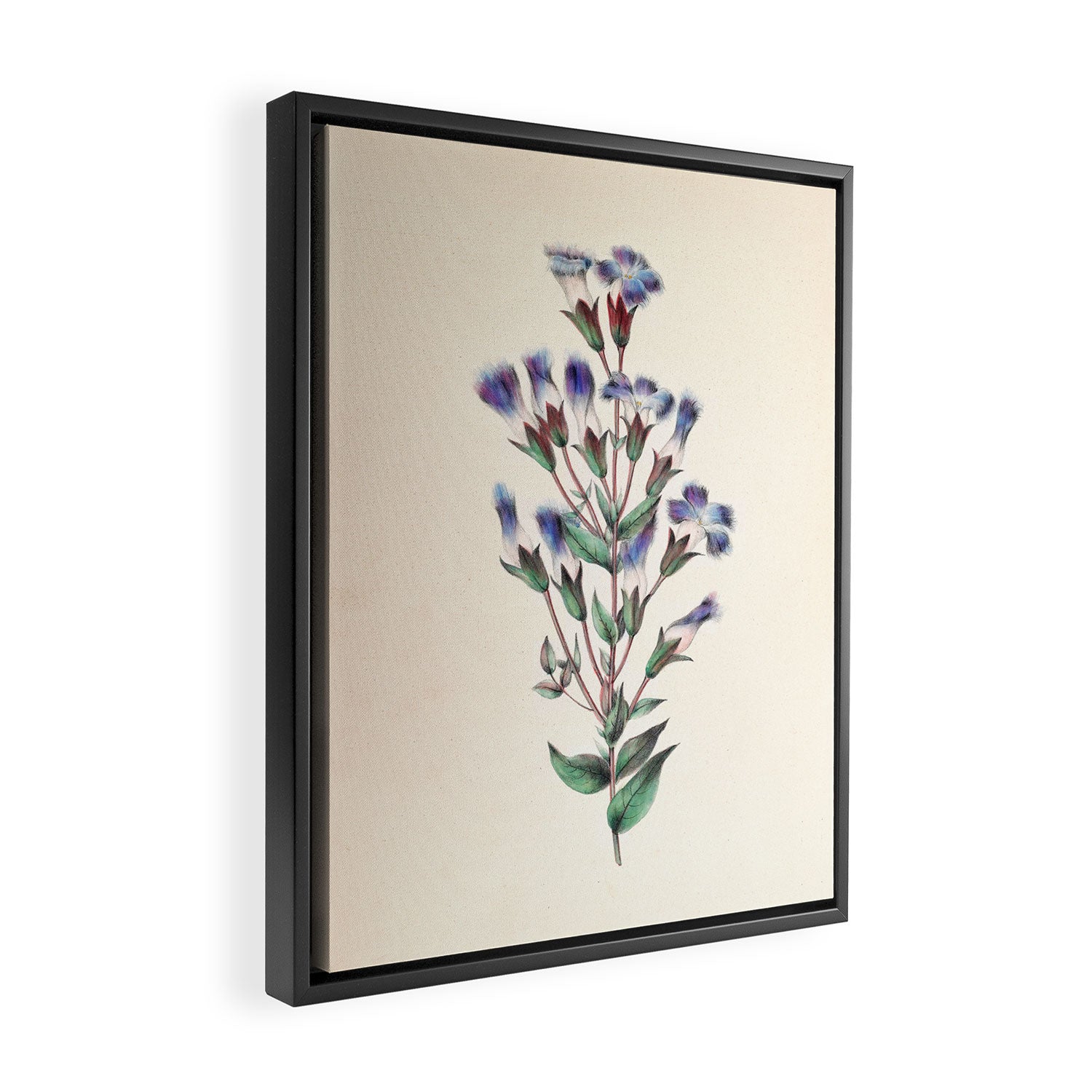  Fringed gentian by Clarissa Munger Badger, 1859 (benefitting The Nature Conservancy) Framed Canvas Print Gallery Image 2