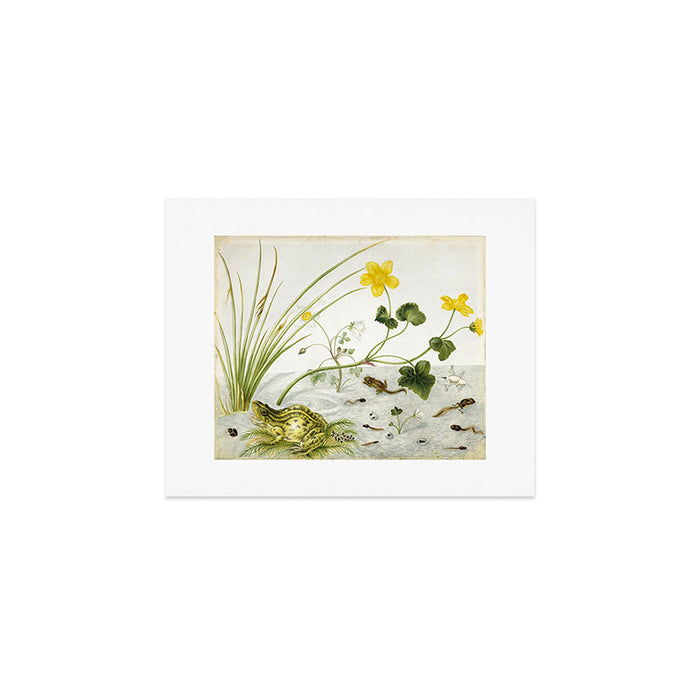 Frog by Dorothea Maria Graff, early 1700s Art Print Gallery Image 1